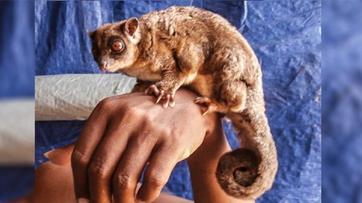 Marsupials Found Alive in Papua After 6,000-Year Extinction