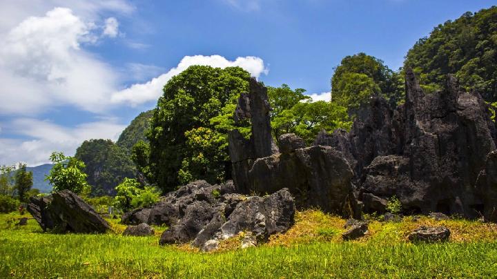 Indonesia, FAO Launches $4.4mn Project to Combat Invasive Species