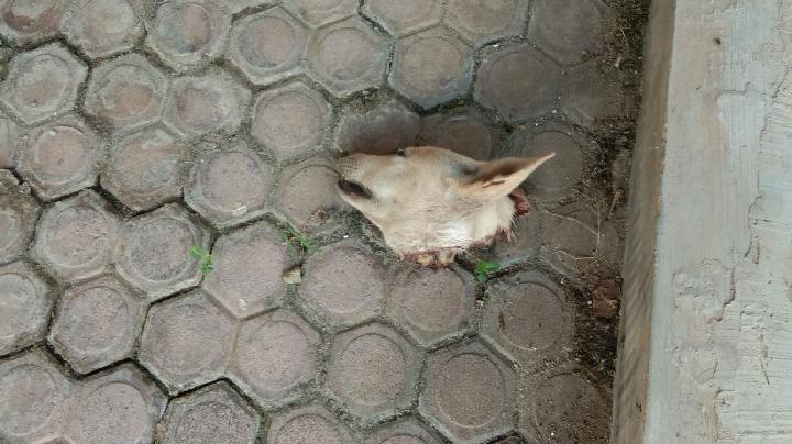 Indonesian Activist Palti Hutabarat Sent Dog's Head in Suspected Terror