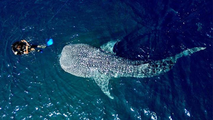 Whale Watching in Australia: Best Spots and Timing Guide