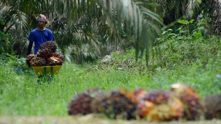 Menjelang EUDR: Indonesia Siap di Hulu, Tersendat di Hilir