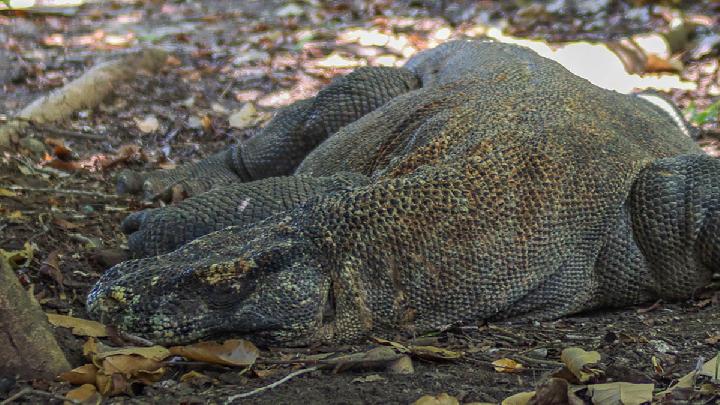 Polda Jatim Tangkap Sindikat Perdagangan Satwa Dilindungi