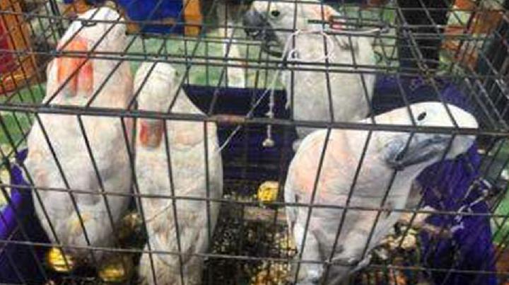 Tersangka Penyelundupan Satwa Liar Dilimpahkan ke Kejaksaan