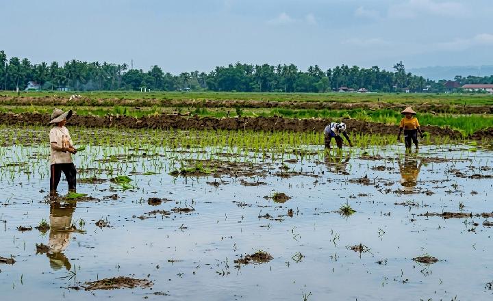 Pemprov Sumbar Bentuk Tim Percepatan Pemulihan Sawah 3,902 Hektare