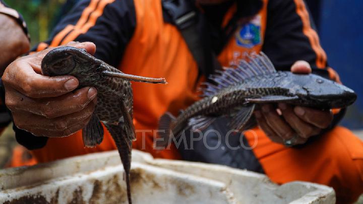 Ledakan Ikan Sapu-sapu Alarm Ekologi dari Sungai Tercemar