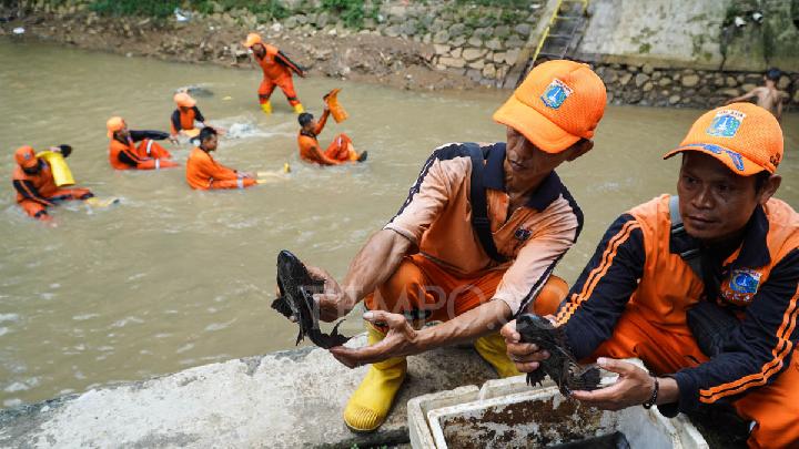 Beda Ikan Sapu-Sapu di Surabaya dan Jakarta