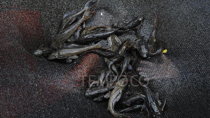 Yogyakarta Mulai Gencarkan Pemberantasan Ikan Sapu-sapu