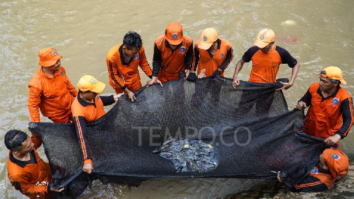 Today's Top 3 News: Suckermouth Catfish Surge Signals Ecological Alarm in Jakarta's Rivers