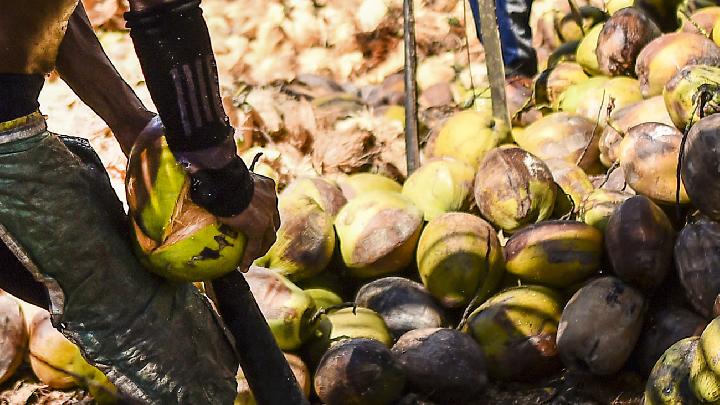 Indonesia's Coconut Oil Export Value Rises Despite Lower Volumes