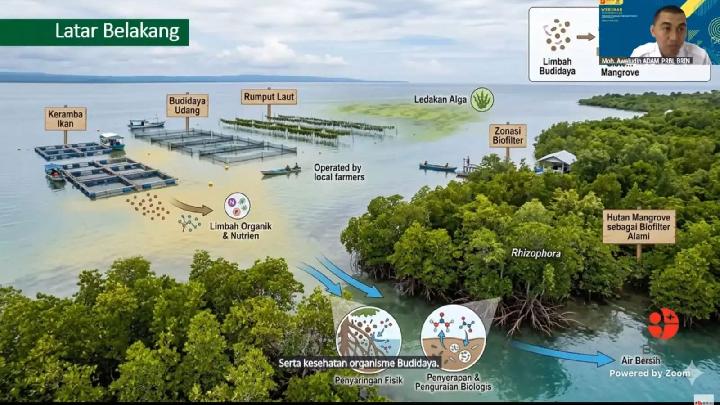 Riset BRIN Ungkap Mangrove Jadi Biofilter Alami