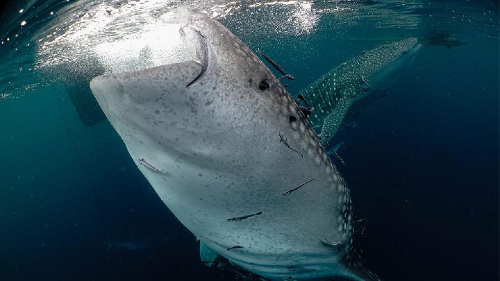 Studi Ungkap Migrasi Hiu Paus Melintasi 12 Batas Negara
