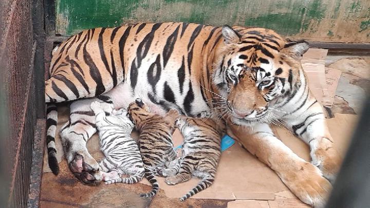 Tiga Bayi Harimau Benggala Lahir di TSI Prigen