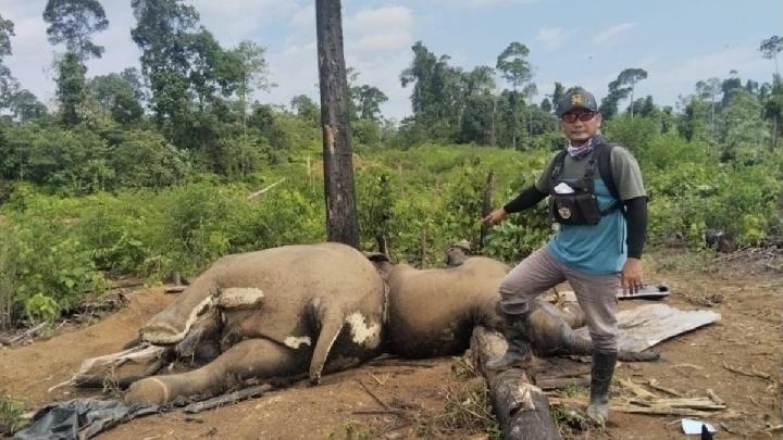 Dua Gajah Sumatera Mati di Bentang Alam Seblat Bengkulu
