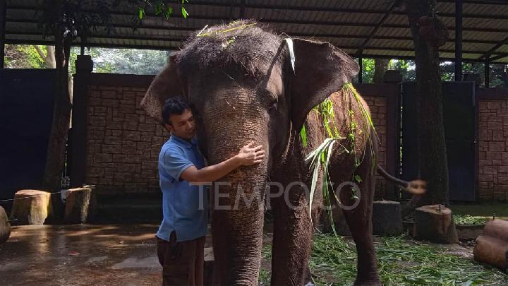 Kebun Binatang Bandung Kembali Terancam Krisis Pakan Satwa