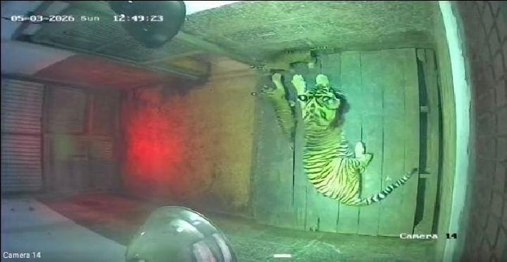 Dua Harimau Sumatera Lahir di Lembaga Konservasi Lampung