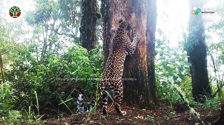 8 Macan Tutul Jawa Teridentifikasi di Taman Nasional BTS