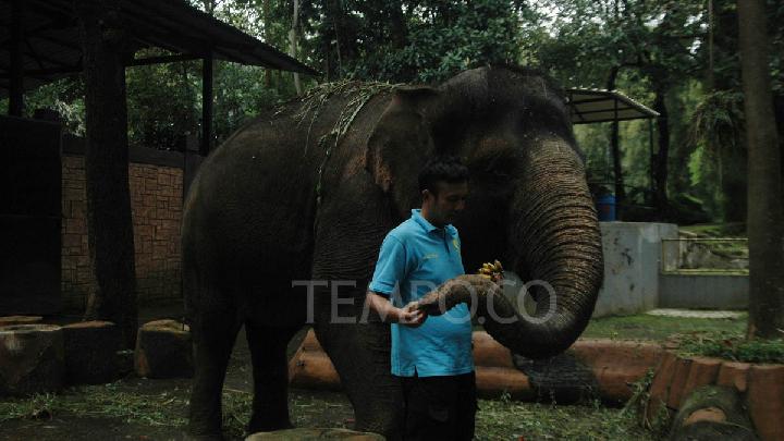 Satwa Bandung Zoo Masih Mendapat Suplai Pakan Hari Ini