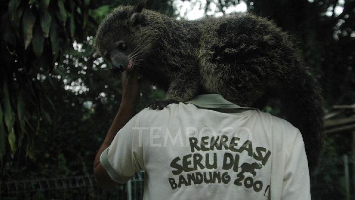 Taman Safari Ikut Lelang Pengelolaan Bandung Zoo