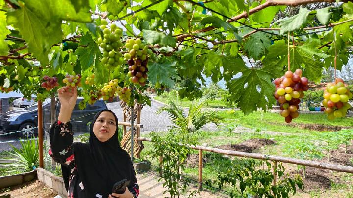 Wisata Petik Buah Anggur, Alternatif Liburan di Pulau Bangka