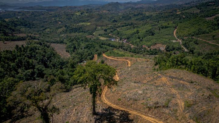 UN Says World Has Not Made Adequate Progress on Forest Goals
