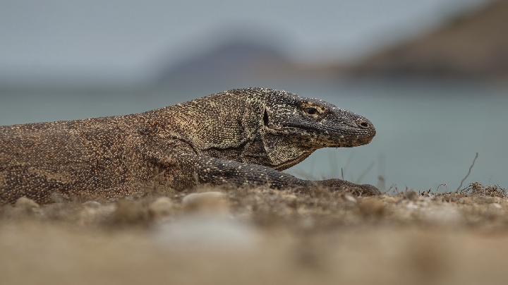 6 Tips Penting Sebelum Booking Paket Wisata Komodo