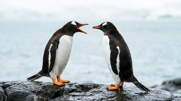 Analisis Genetika Penguin Gentoo Temukan 3 Spesies Baru
