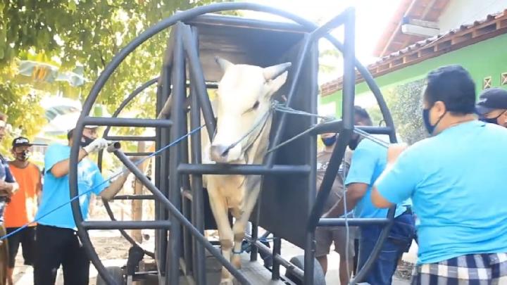 Dosen UGM Bikin Alat Perebah Hewan Kurban, Cegah Amuk Sapi
