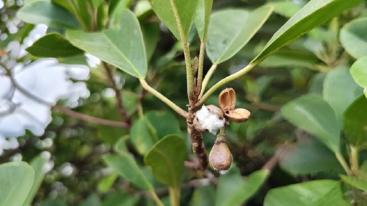 Tim Peneliti BRIN-UGM Temukan Mangrove Langka Dekat IKN