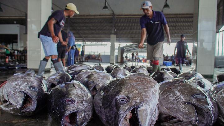 Ini Sebab Evolusi Ikan Menggerus Tangkapan Nelayan