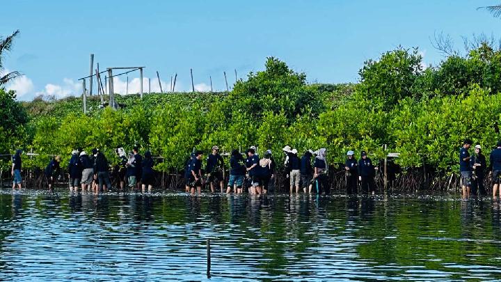 Why Rising Sea Levels Threaten Mangroves
