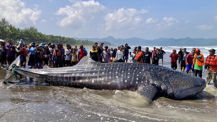 Two Whale Sharks Strand in Cilacap, Toxicity Suspected