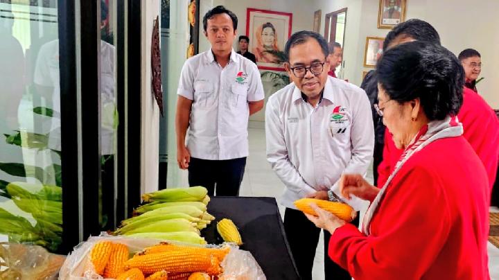 Produktivitas Jagung Meningkat, Megawati Apresiasi Kinerja GNTI