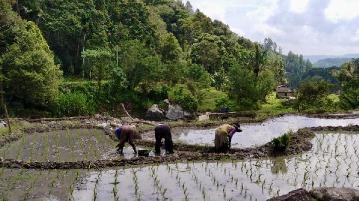 Solok Tercepat Pulihkan Sawah Pascabencana, Pengamat Universitas Andalas Sebut Empat Faktor Kunci