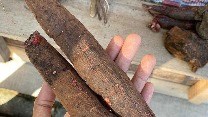 Akar Tawas Ut dari Kalimantan Potensial Obati Diabetes 