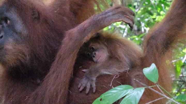 Bayi Orangutan Sumatera Lahir di Cagar Alam Jantho
