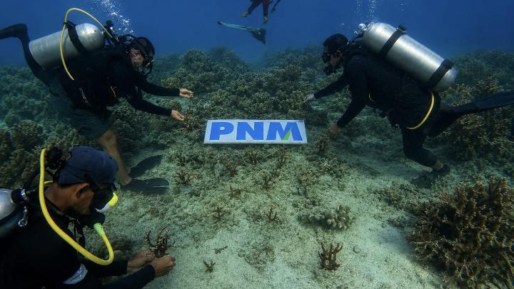 Berbagai Aksi PNM Lestarikan EkositemLaut dan Pesisir untuk Generasi Mendatang