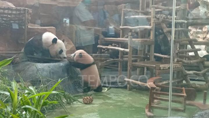Indonesia's First Giant Panda Cub Debuts at Taman Safari