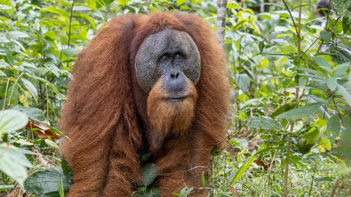 Ilustrasi orang utan Tapanuli. Shutterstock