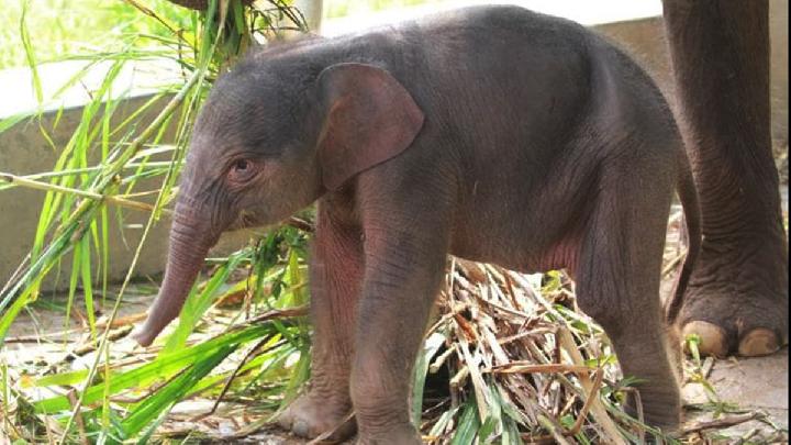 Anak Gajah Sumatera Lahir di Taman Satwa Lembah Hijau