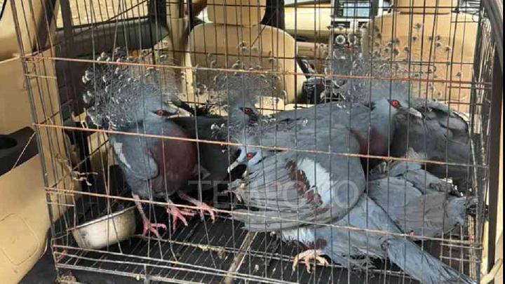 Peredaran Ilegal 100 Satwa Liar di Tanjung Priok Digagalkan