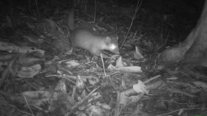 Studi Kamera Jebak Ungkap Kerentanan Musang Luak Borneo