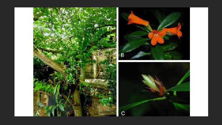 Spesies Baru Tanaman Rhododendron Berbunga Oranye Ditemukan