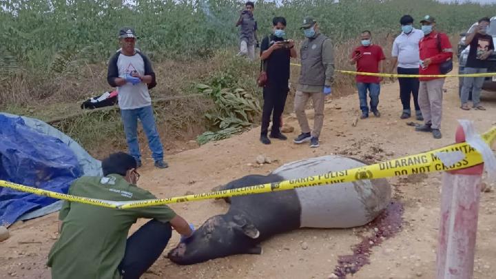 Tapir Mati di Koridor RAPP Dekat TN Tesso Nilo