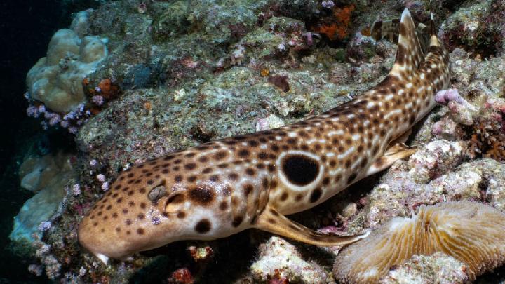 Spesies Baru Hiu Berjalan Ditemukan di Perairan Papua Nugini