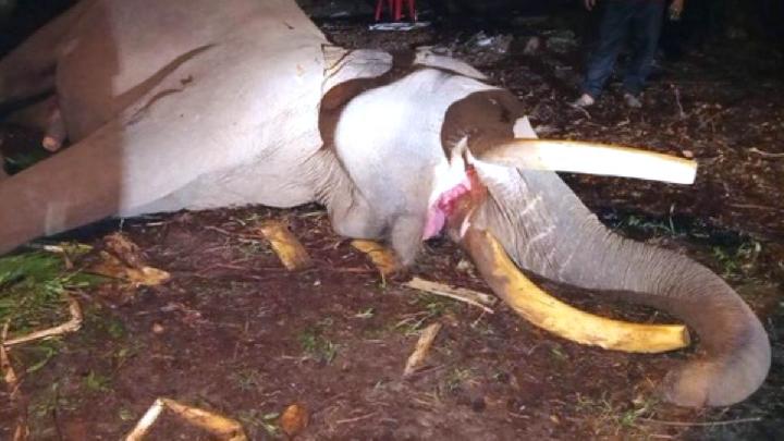 Jejak Kematian Gajah Konservasi di Tesso Nilo dan Way Kambas
