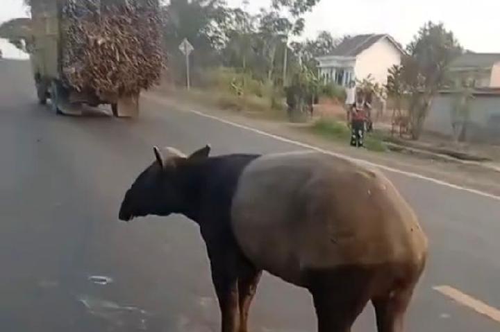 Bagaimana Tragedi Tapir Mati Disembelih Warga Mesuji Berawal