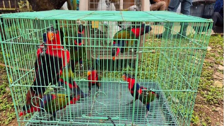 Kemenhut Sita 22 Satwa Liar dan Awetan Cenderawasih di Bogor