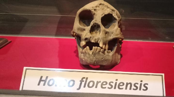 Kemampuan Manusia Hobbit Flores Tak Seperti yang Dikira?