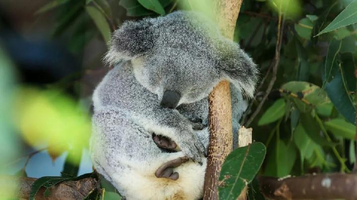 Cara Peneliti Australia Mencegah Koala dari Kepunahan