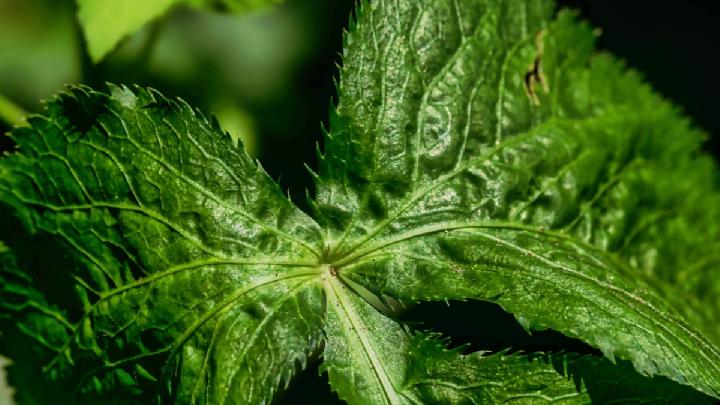 Menangkal Kepunahan Ginseng of Java Lewat Pemuliaan Tanaman